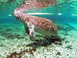 Manatee On A Sunny Day.Camara Olympus C-5050, Ikelite Hou... by Ray Eccleston 